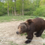 Beautiful bear