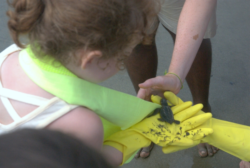 Seeing baby turtles on the family volunteering project