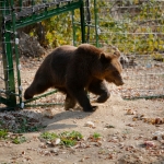 Bear conservation in Romania