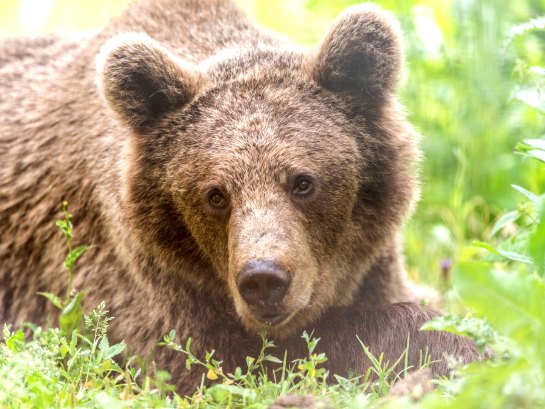 Brasov is close to Eastern Europe's largest bear sanctuary, where volunteers can work with over 70 bears