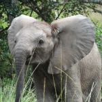 young-elephant-on-a-game-reserve-in-south-africa