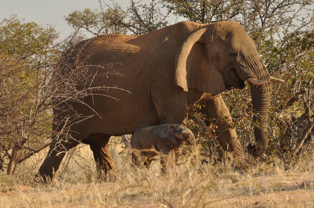 Namibia elephant tracking July update