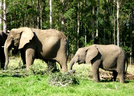 Elephants in South Africa