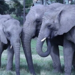 Elephants in South Africa