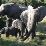 Elephants with babies at Kwantu game reserve, South Africa