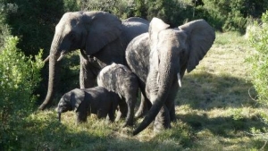 Elephants with babies at Kwantu game reserve, South Africa