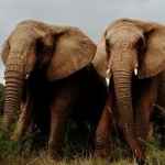 Elephants on the game reserve at Kwantu, South Africa