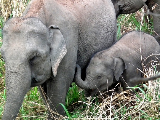 Elephants in the wild