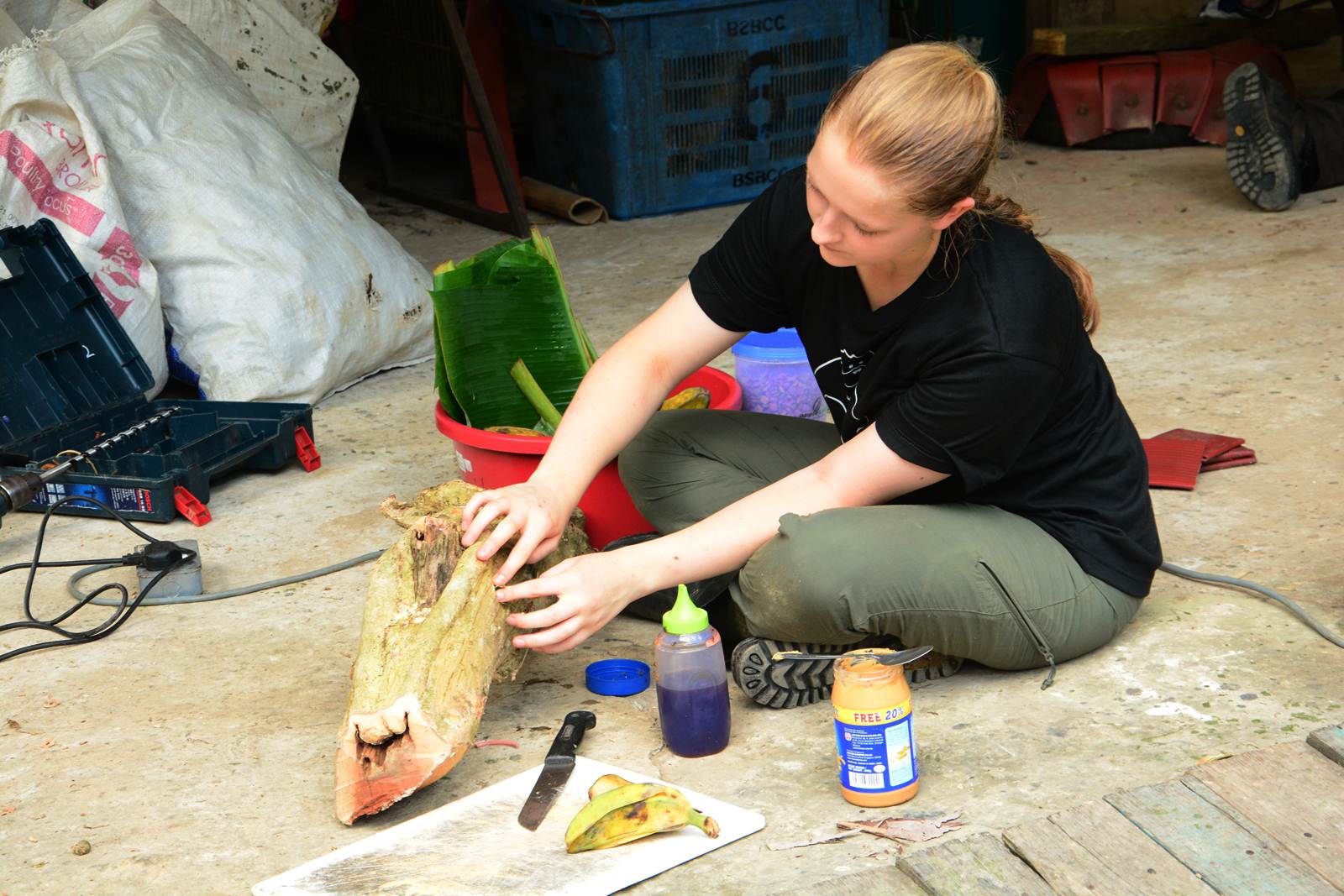 Creating enrichments for sun bears in Borneo