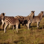 Game reserve volunteer experience