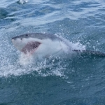 Great white shark volunteering