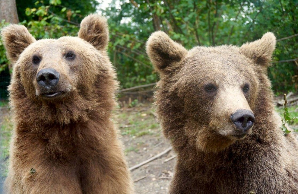 Grisha and Masha in Romania