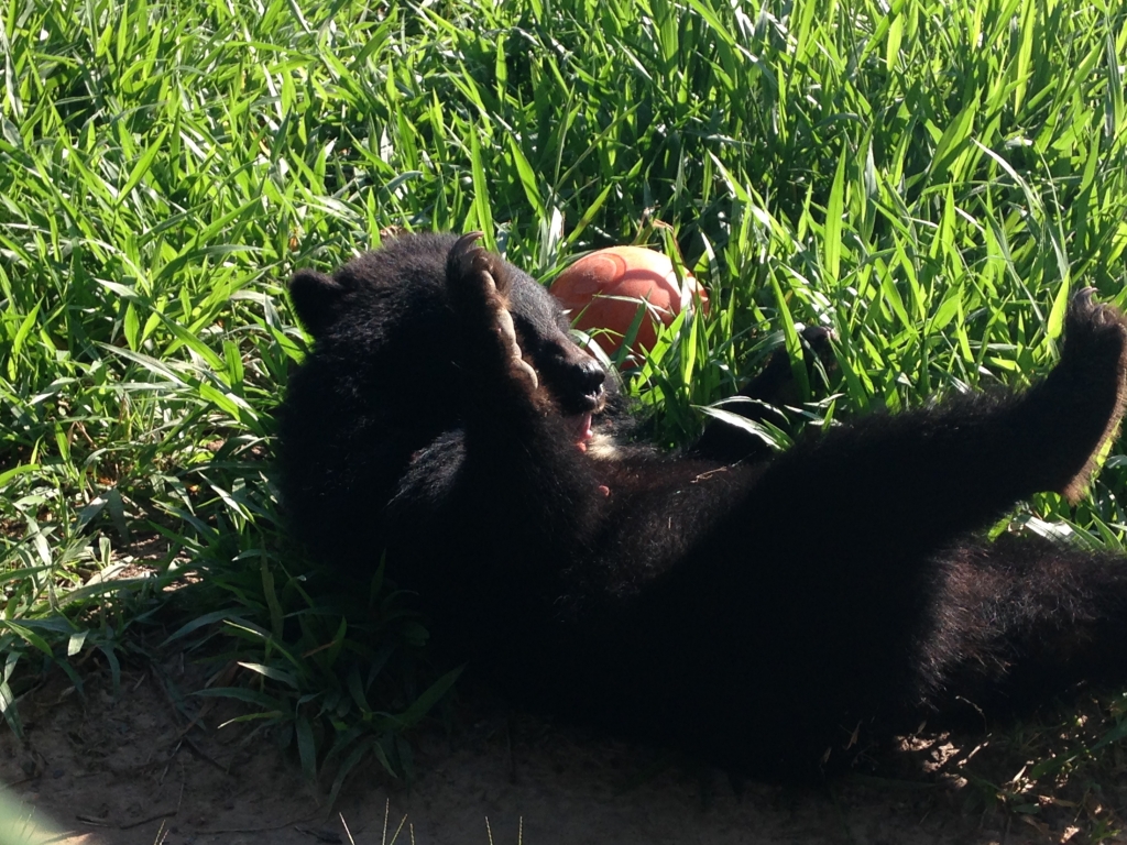 Volunteering with bears in Laos