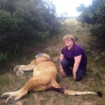 Girl sitting next to sedated Lion