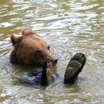 Volunteer with bears in Romania