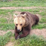 Bear volunteering