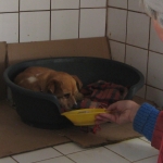 Dog shelter volunteering