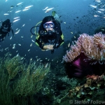 Marine conservation and diving