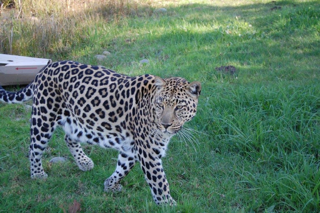 Leopard