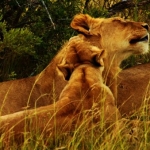 Lioness and cub at the Kwantu game reserve, South Africa