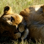 Lionsrock Lioness