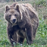 Bear volunteering