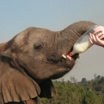 Volunteer feeding an elephant milk in South Africa