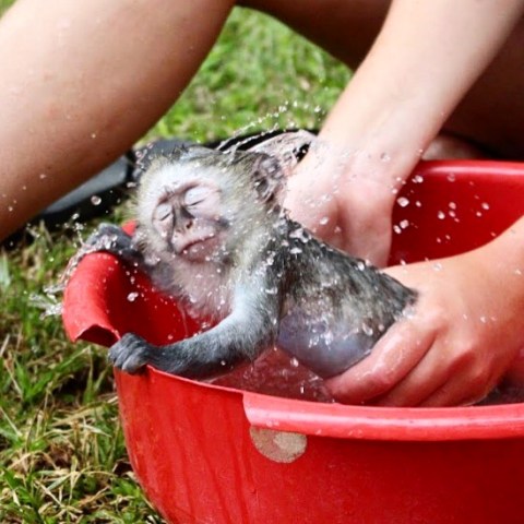 Monkey bath