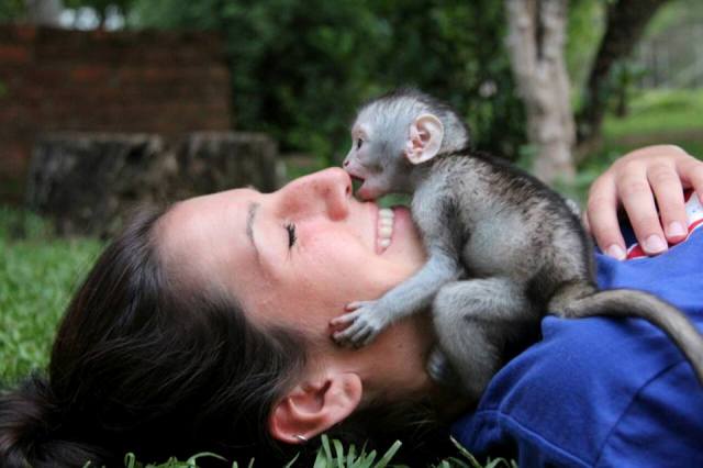 Monkeys in South Africa