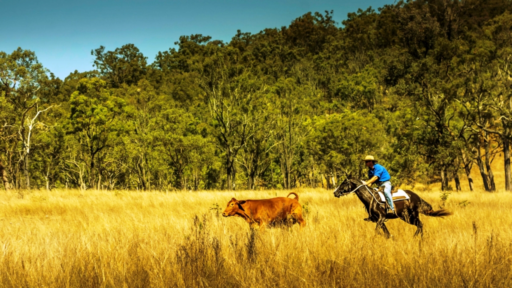 Cattle Mustering