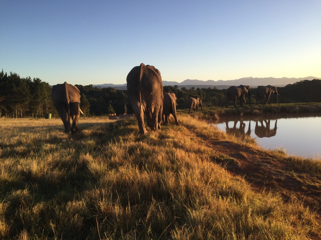 My South African project with elephants