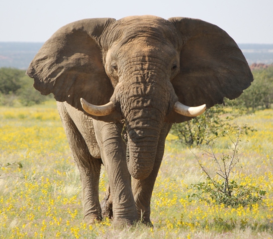 Namibia elephants