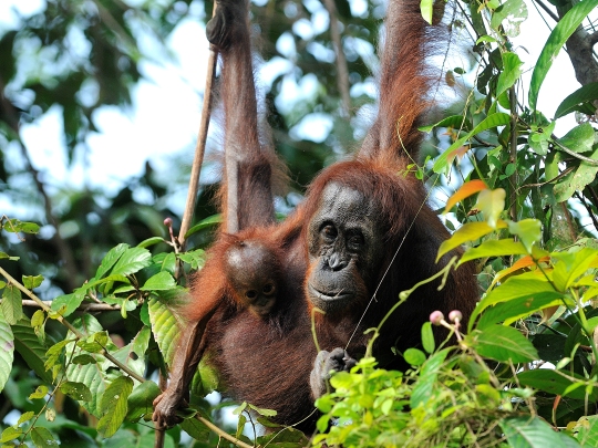 Orangutan conservation