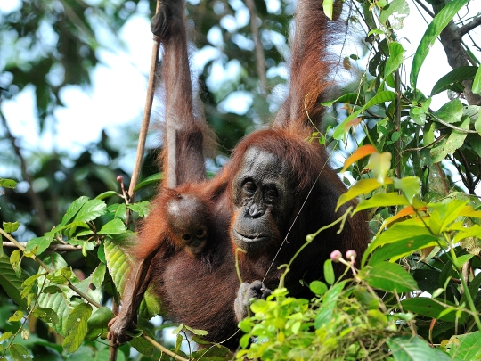 Orangutan conservation