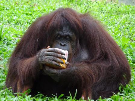 Orangutan eating in Malaysia