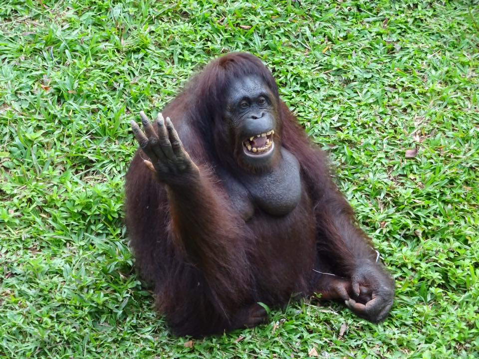 Orangutan in Malaysia