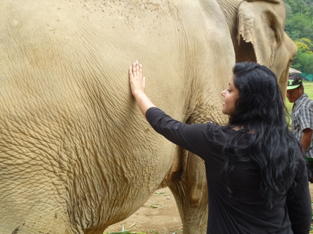 Elephant tourism