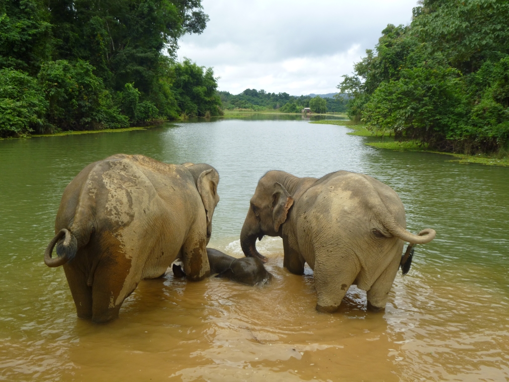 Elephant conservation in Laos