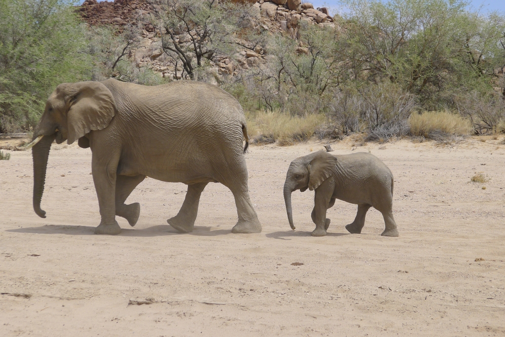 Namibian Elephants