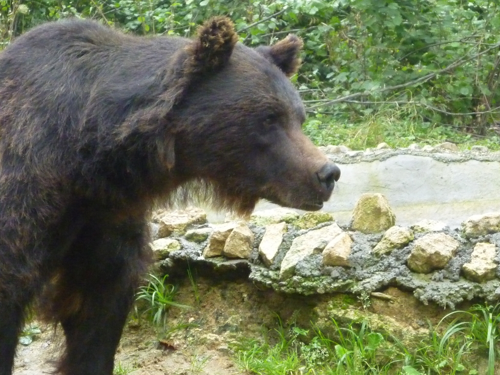 Max the celebrity bear