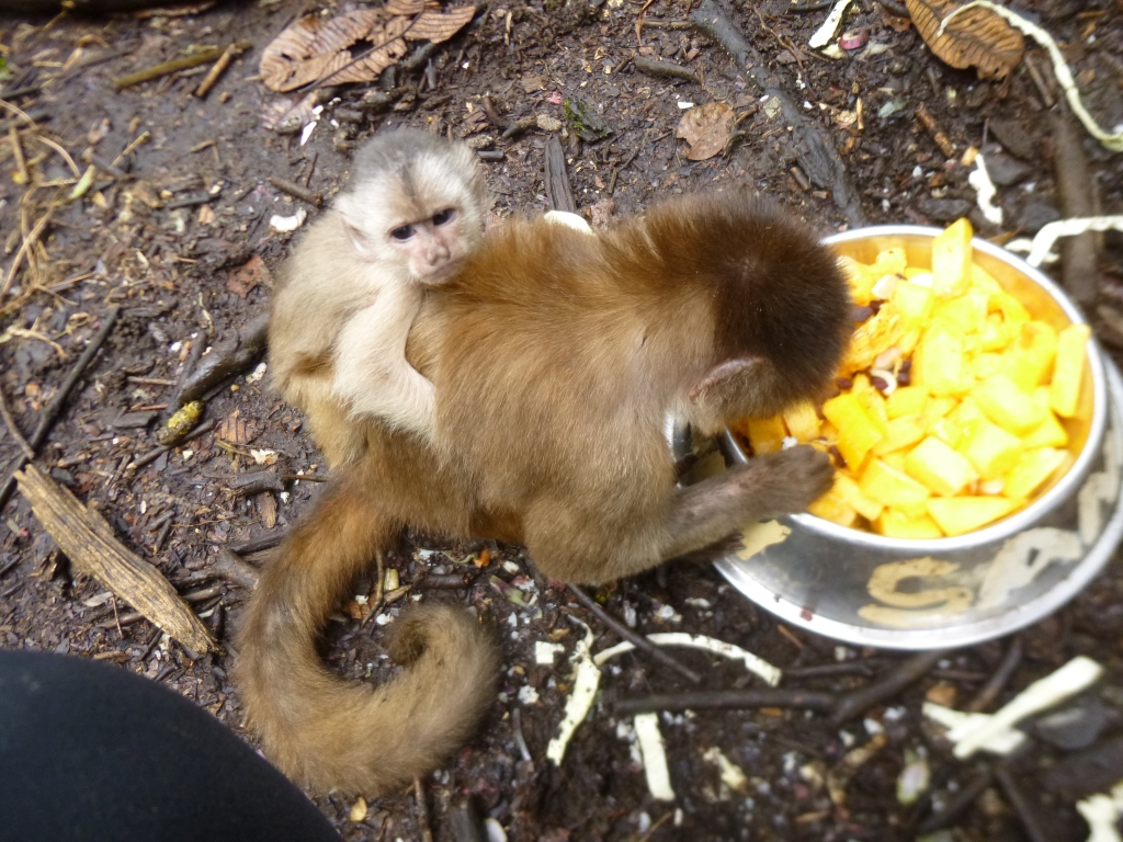 Meet the monkeys in Ecuador