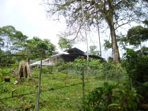 Monkey sanctuary in Ecuador