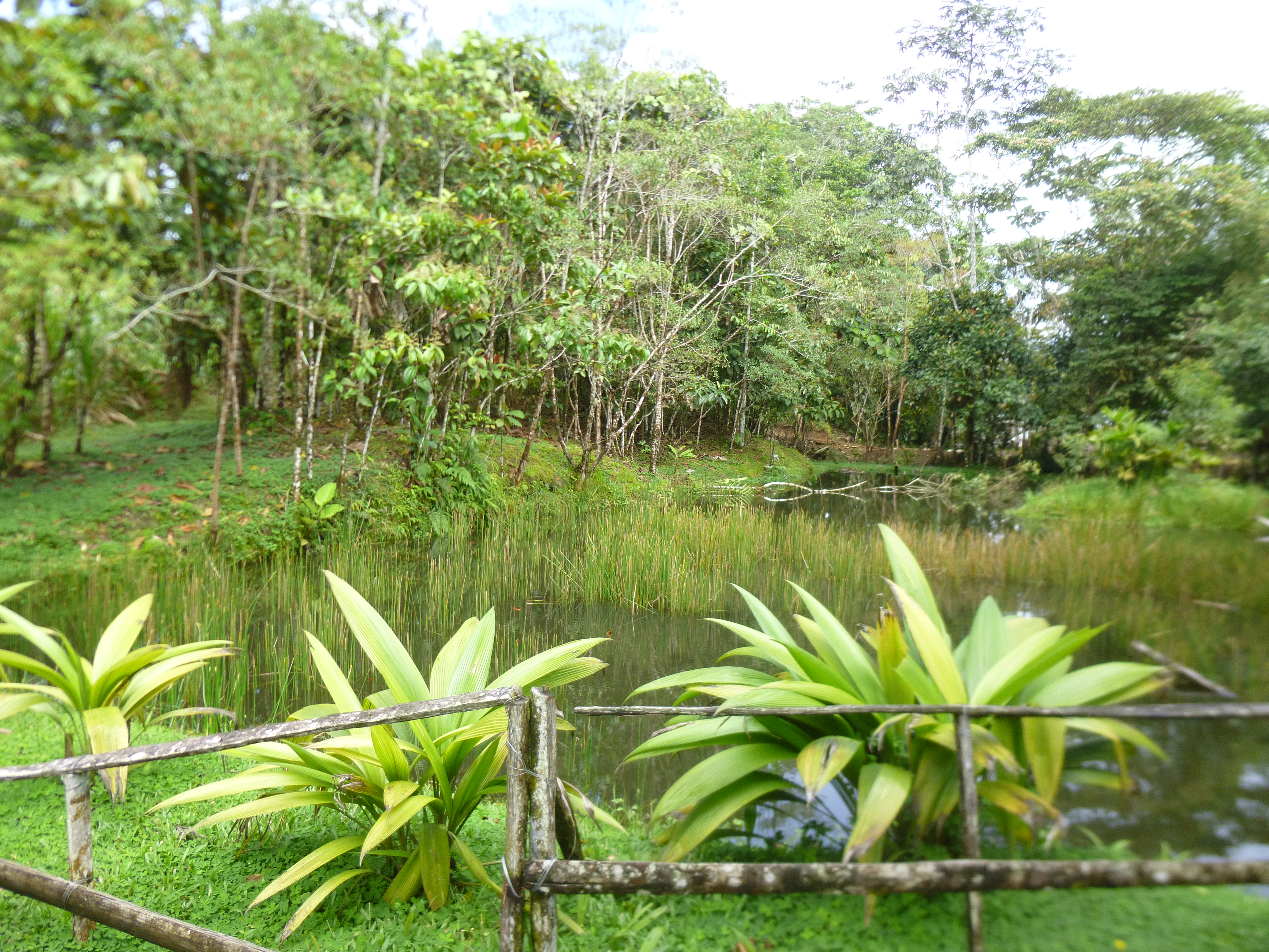 Amazonian wildlife sanctuary