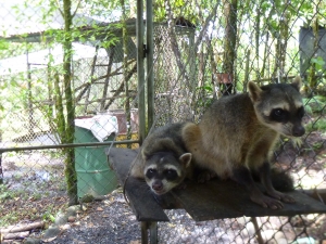 Fabulous Amazonian wildlife 