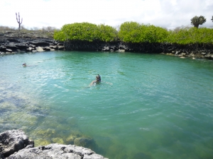 Snorkelling with sharks in the Galapagos