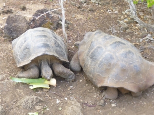 Giant tortoises