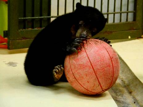 Sun bears have to have a period of quarantine after their rescue, before they are released into the semi wild