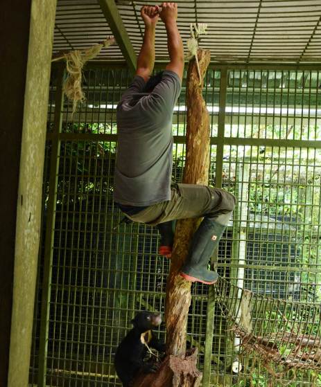 A sun bear carer teaches an orphaned sun bear how to climb. This is an essential skill for sun bears in Borneo.