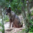 Volunteer with wolves in Portugal Volunteer with wolves in Portugal