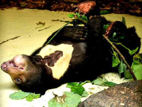 A sun bear plays relentlessly with leaves as part of her rescue and rehabilitation process